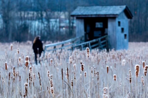 Millbrook Marsh — 360° virtual tour