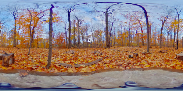 Walk in the Woods — 360° virtual tour